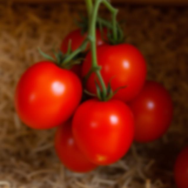 Un grappolo di Pomodorini del Piennolo appeso